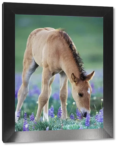 Wild Horse - Colt checking out wildflowers Montana, USA WH418