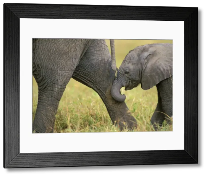 Framed Print : African Elephant. Cow with young calf. Calf following mom--staying in contact. Masai Mara National Reserve, Kenya, Africa. 3ME17 Framed Print : African Elephant. Cow with young calf. Calf following mom--staying in contact. Masai Mara National Reserve, Kenya, Africa. 3ME17