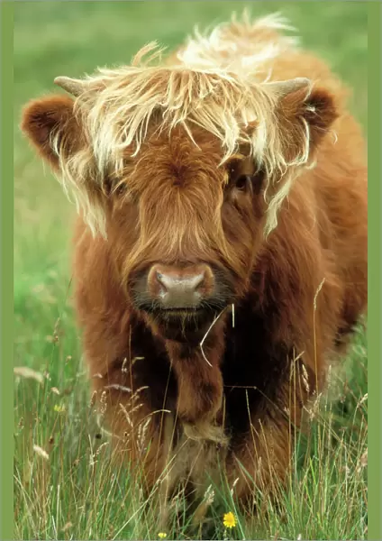 Highland Cattle Cow, calf