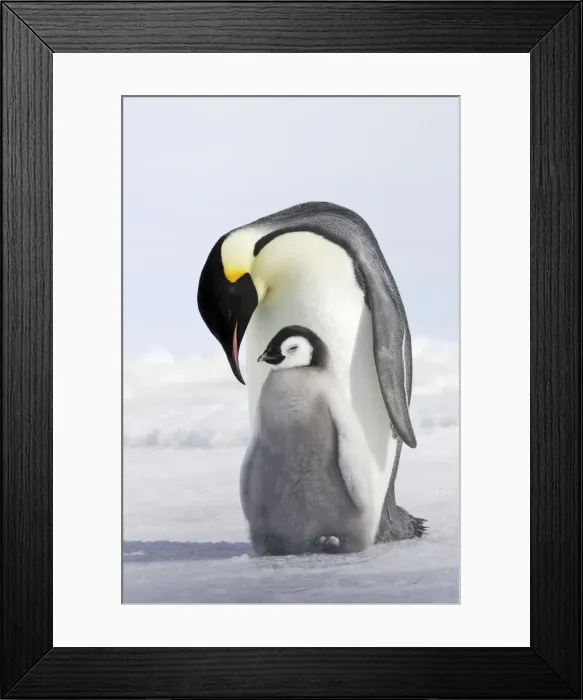 Framed Print : Emperor Penguin - adult and chick. Snow hill island - Antarctica Framed Print : Emperor Penguin - adult and chick. Snow hill island - Antarctica