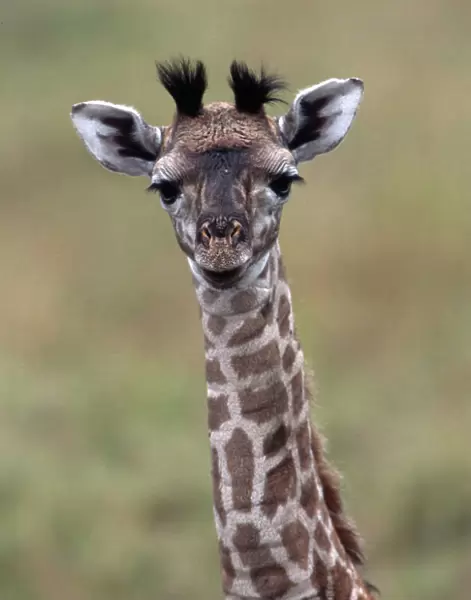 BABY GIRAFFE - close-up of head and neck