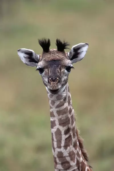 BABY GIRAFFE - close-up of head and neck