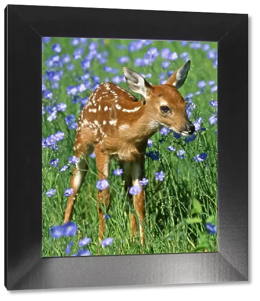White-tailed Deer - Fawn in flowers. USA