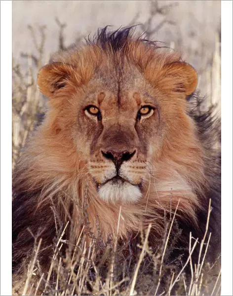 Lion Kalahari, Gemsbok National Park, South Africa