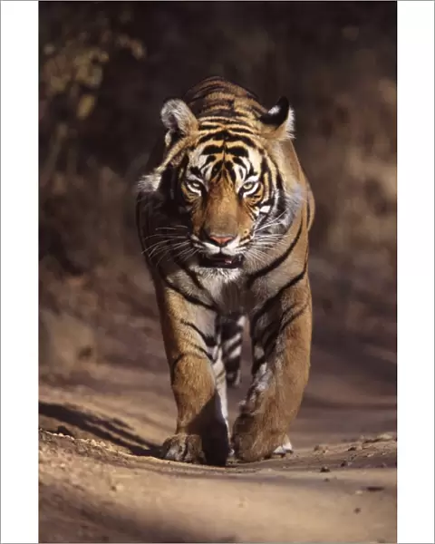 Tiger - Male walking along forest track Ranthambhore NP, Rajasthan, India