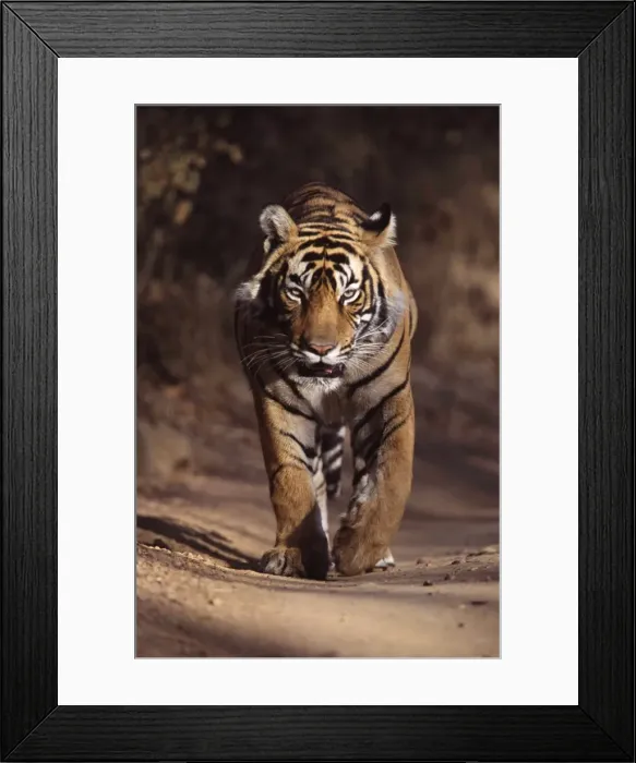 Framed Print : Tiger - Male walking along forest track Ranthambhore NP, Rajasthan, India Framed Print : Tiger - Male walking along forest track Ranthambhore NP, Rajasthan, India