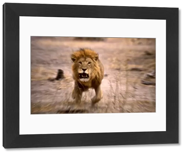 Lion - Male, charging