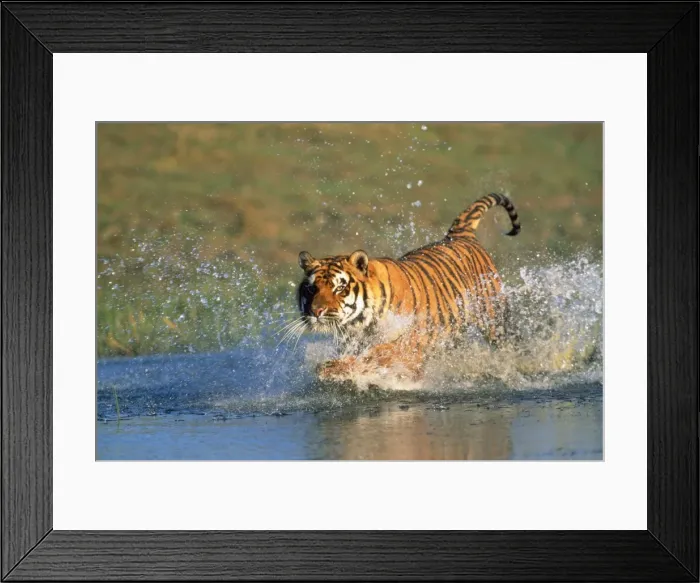Framed Print : Bengal / Indian TIger Framed Print : Bengal / Indian TIger
