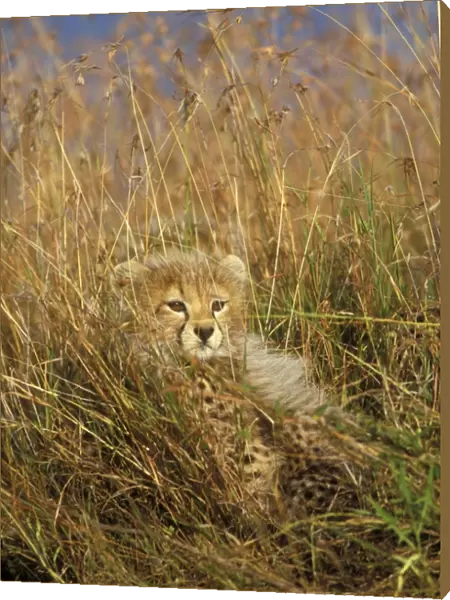 Cheetah - cub in grass. Maasai mara - Kenya