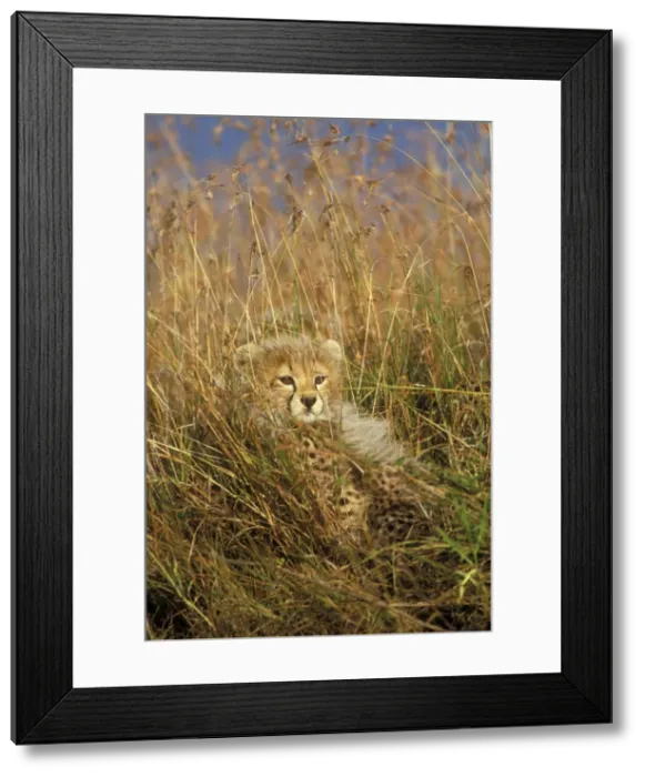 Framed Print : Cheetah - cub in grass. Maasai mara - Kenya Framed Print : Cheetah - cub in grass. Maasai mara - Kenya