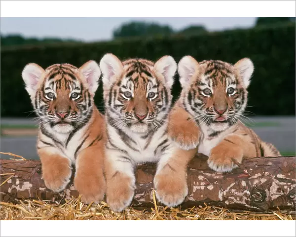 JD 5961. JD-5961. Siberian  /  Amur TIGER cubs - x three in a row