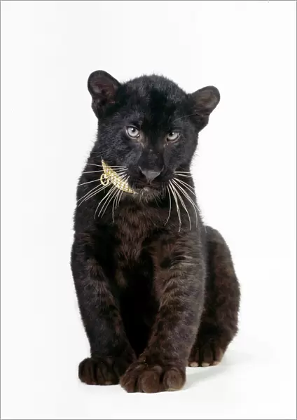Black Leopard  /  Panther - cub 16 weeks old sitting with diamond collar