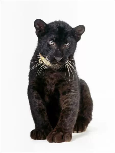 Black Leopard  /  Panther - cub 16 weeks old sitting with diamond collar
