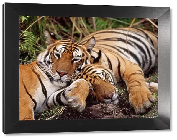 Bengal  /  Indian Tigers