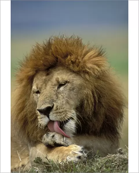 Lion - Male licking his paw. Maasai Mara, Kenya, Africa