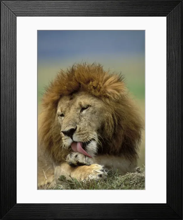 Framed Print : Lion - Male licking his paw. Maasai Mara, Kenya, Africa Framed Print : Lion - Male licking his paw. Maasai Mara, Kenya, Africa