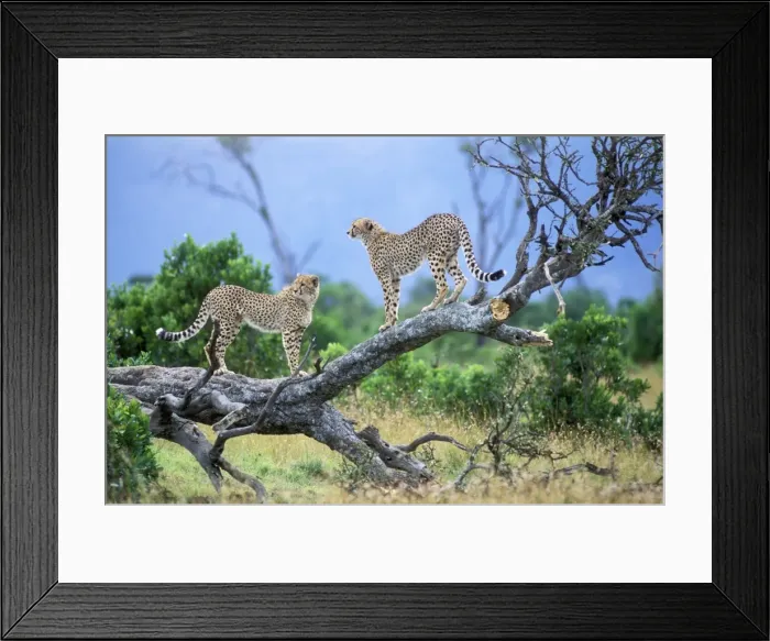 Framed Print : Cheetah - two on branch. Maasai Mara - Kenya Framed Print : Cheetah - two on branch. Maasai Mara - Kenya