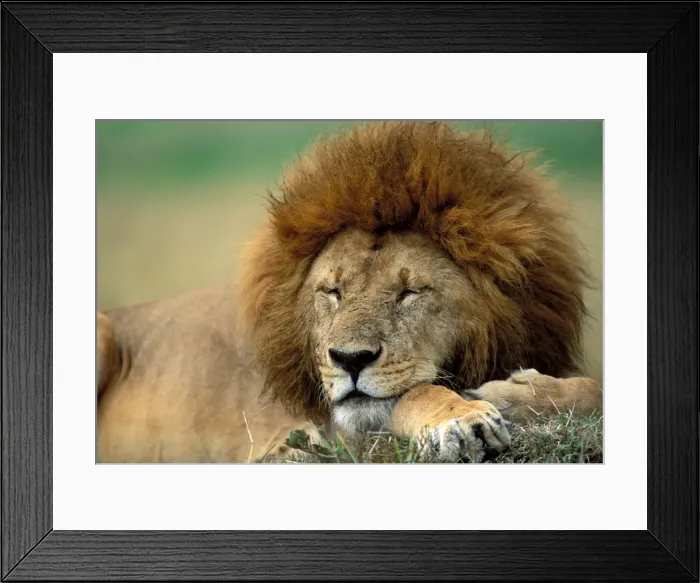 Framed Print : Lion LA 666 Male sleeping - Maasai Mara, Kenya Panthera leo © J. M. Labat / ardea. com Framed Print : Lion LA 666 Male sleeping - Maasai Mara, Kenya Panthera leo © J. M. Labat / ardea. com