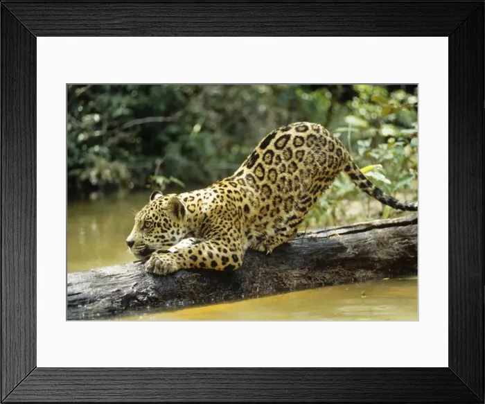 Framed Print : Jaguar - Sub adult scratching log. Amazonia, Brazil Framed Print : Jaguar - Sub adult scratching log. Amazonia, Brazil