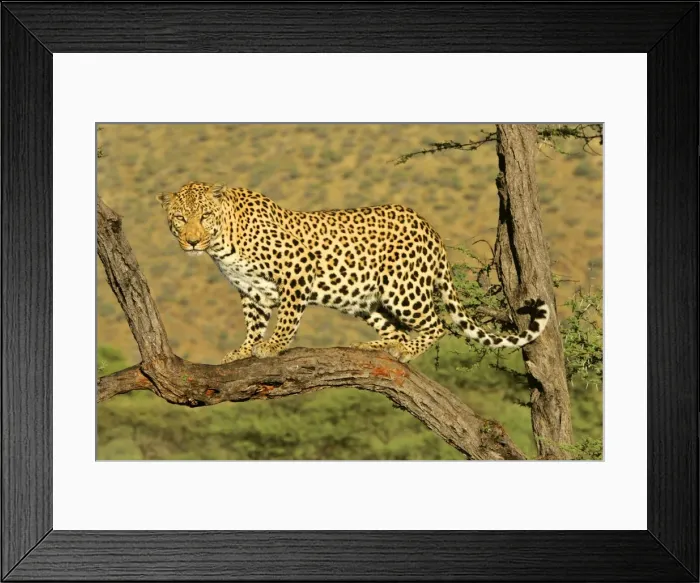 Framed Print : Leopard standing on acacia branch Namibia, Africa Framed Print : Leopard standing on acacia branch Namibia, Africa