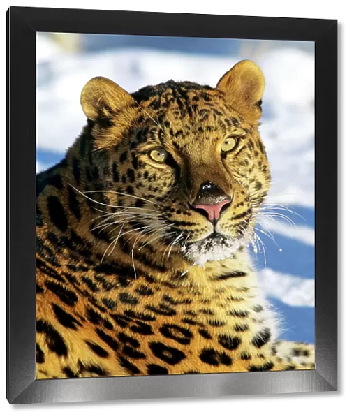 Amur  /  Korean Leopard Endangered Species. Winter. 4MR1701