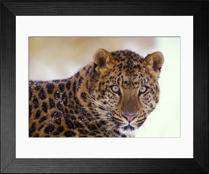 Framed Print : Amur Leopard / Korean Leopard - endangered species 4MR333 Framed Print : Amur Leopard / Korean Leopard - endangered species 4MR333