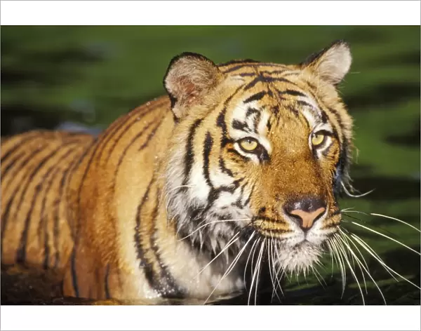 Bengal Tiger 4MR484