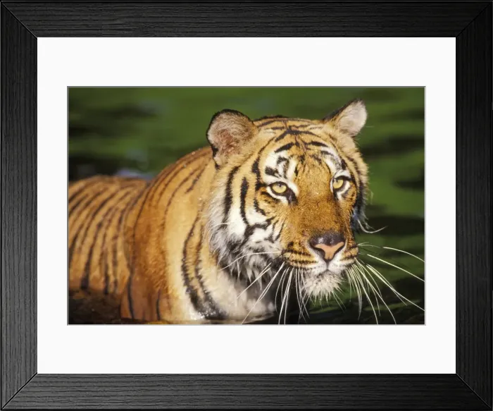 Framed Print : Bengal Tiger 4MR484 Framed Print : Bengal Tiger 4MR484