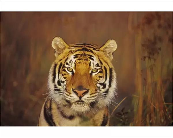 Bengal Tiger 4MR1301