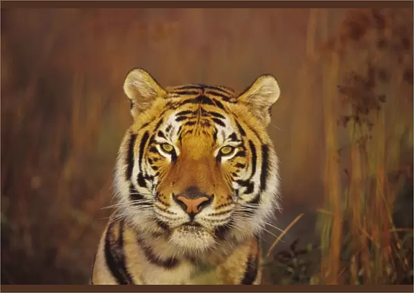 Bengal Tiger 4MR1301