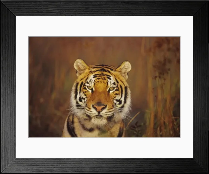 Framed Print : Bengal Tiger 4MR1301 Framed Print : Bengal Tiger 4MR1301