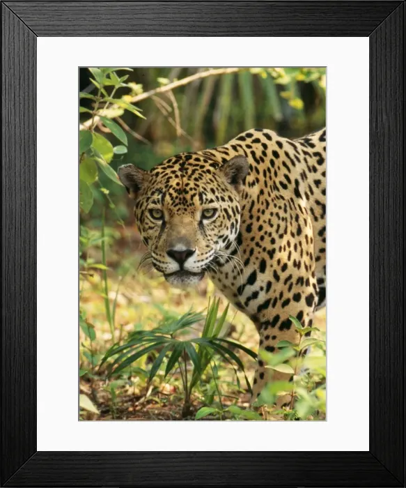 Framed Print : Jaguar Belize Framed Print : Jaguar Belize
