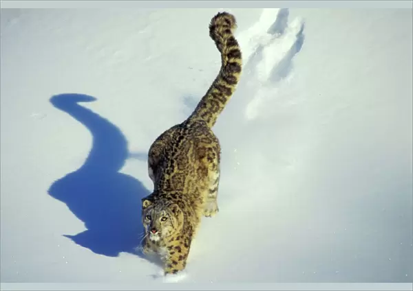 Snow Leopard - Endangered Species, walking through the snow, tail up, with shadow, 4Mr345