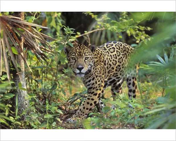 Jaguar in Central American jungle. 4MR56