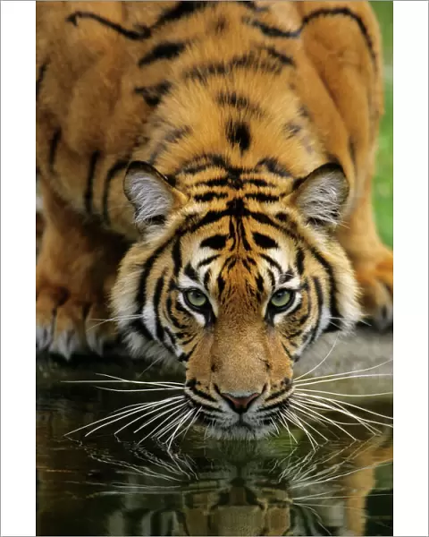 Sumatra Tiger - drinking, portrait, Bavaria, Germany