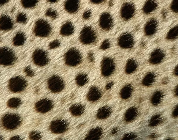 Cheetah - close-up of fur  /  coat, showing spot pattern Cape Province. South Africa. Africa