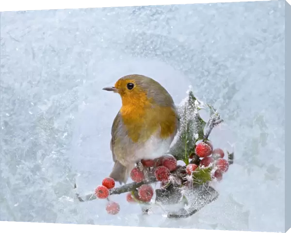 Robin – seen through frost covered window 003526