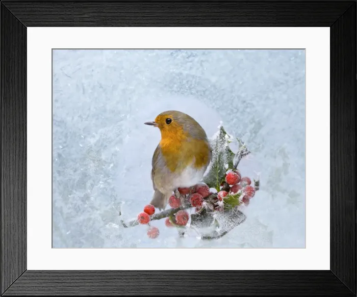 Framed Print : Robin – seen through frost covered window 003526 Framed Print : Robin – seen through frost covered window 003526