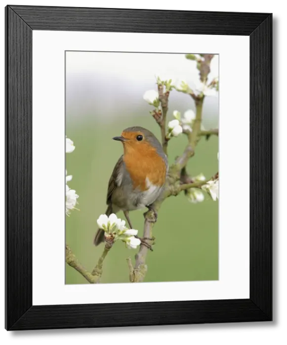 Framed Print : Robin On plum blossom Framed Print : Robin On plum blossom