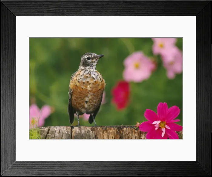 Framed Print : American Robin - juvenile in garden with cosmos plant