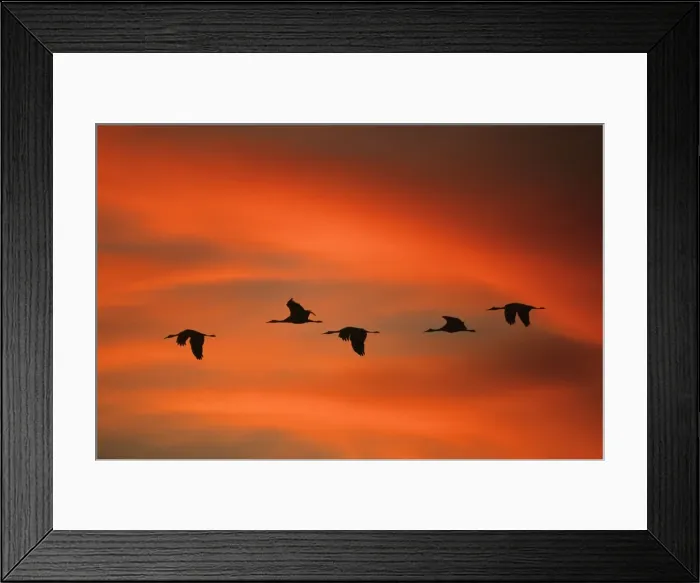 Framed Print : Sandill Cranes - in flight at dawn Bosque del Apache NWR, New Mexico, USA BI004513 Framed Print : Sandill Cranes - in flight at dawn Bosque del Apache NWR, New Mexico, USA BI004513