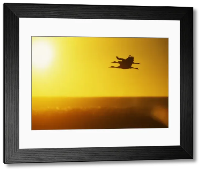 Framed Print : Sandill Cranes in flight at dawn Bosque del Apache NWR, New Mexico, USA BI004499 Framed Print : Sandill Cranes in flight at dawn Bosque del Apache NWR, New Mexico, USA BI004499