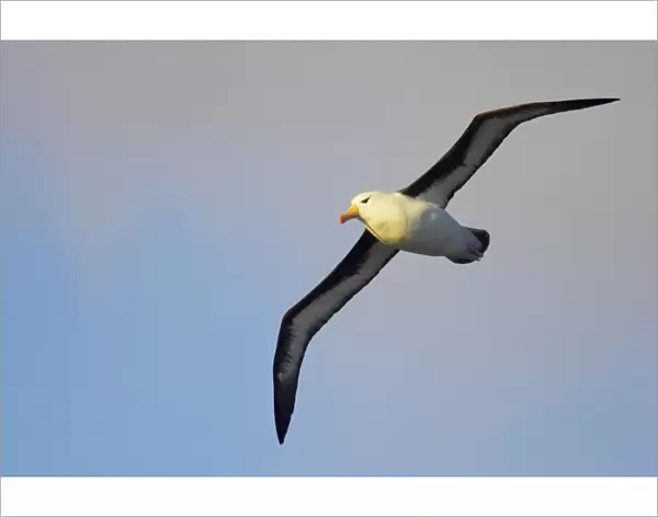 Black Browed Albatross - In flight South Georgia BI007063