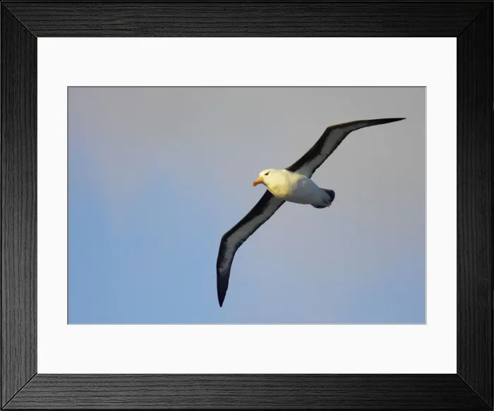 Framed Print : Black Browed Albatross - In flight South Georgia BI007063 Framed Print : Black Browed Albatross - In flight South Georgia BI007063