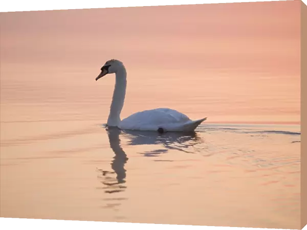 Mute Swan - On calm water at sunrise Hickling Broad Norfolk UK