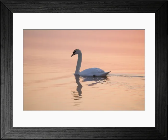 Framed Print : Mute Swan - On calm water at sunrise Hickling Broad Norfolk UK Framed Print : Mute Swan - On calm water at sunrise Hickling Broad Norfolk UK
