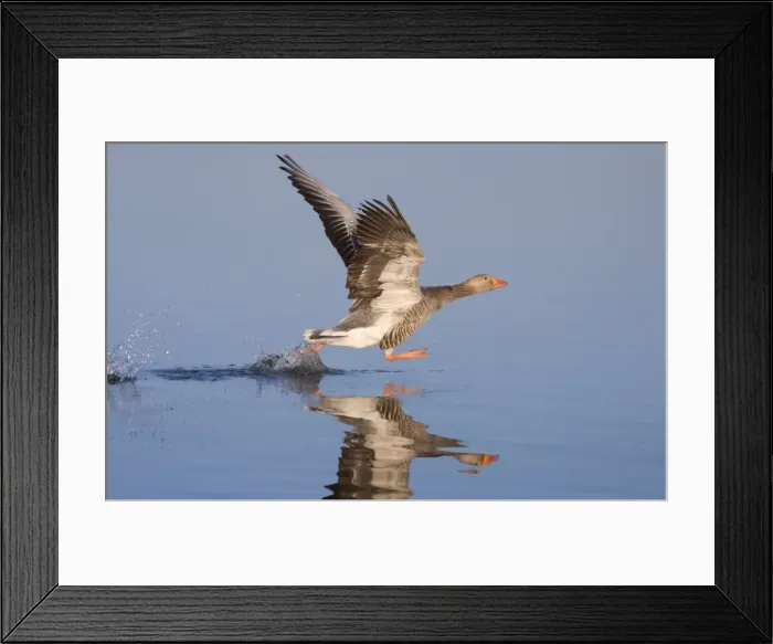 Framed Print : Greylag Goose Taking Flight Norfolk Broads UK Framed Print : Greylag Goose Taking Flight Norfolk Broads UK