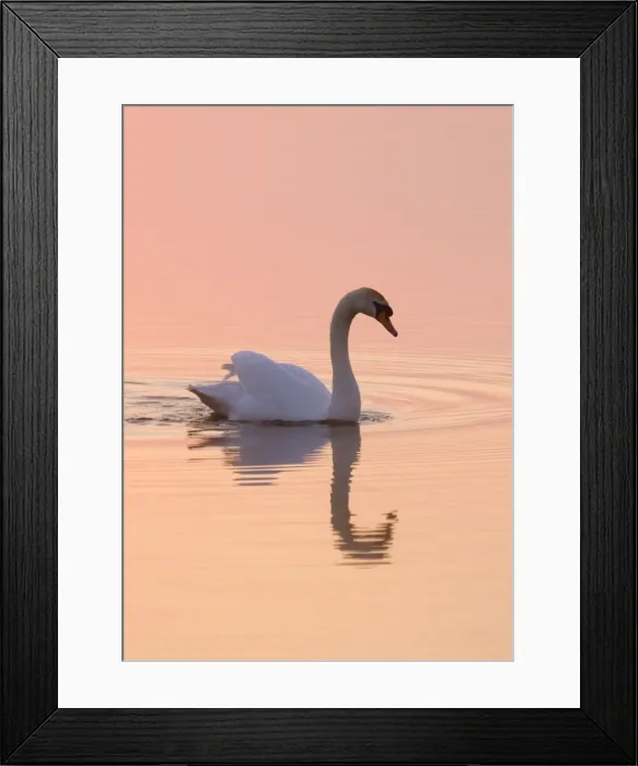 Framed Print : Mute Swan On calm water at sunrise Hickling Broad Norfolk UK Framed Print : Mute Swan On calm water at sunrise Hickling Broad Norfolk UK