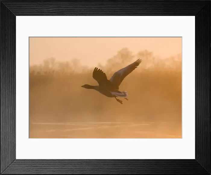 Framed Print : Greylag Goose Taking flight in misty sunrise Hickling Broad Norfolk UK Framed Print : Greylag Goose Taking flight in misty sunrise Hickling Broad Norfolk UK