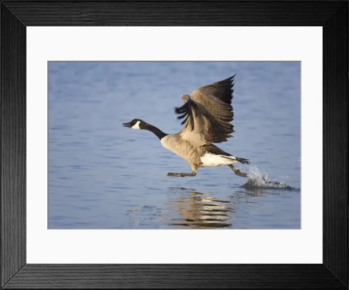 Framed Print : Canada Goose - Taking flight. Hickling Broad Norfolk UK Framed Print : Canada Goose - Taking flight. Hickling Broad Norfolk UK